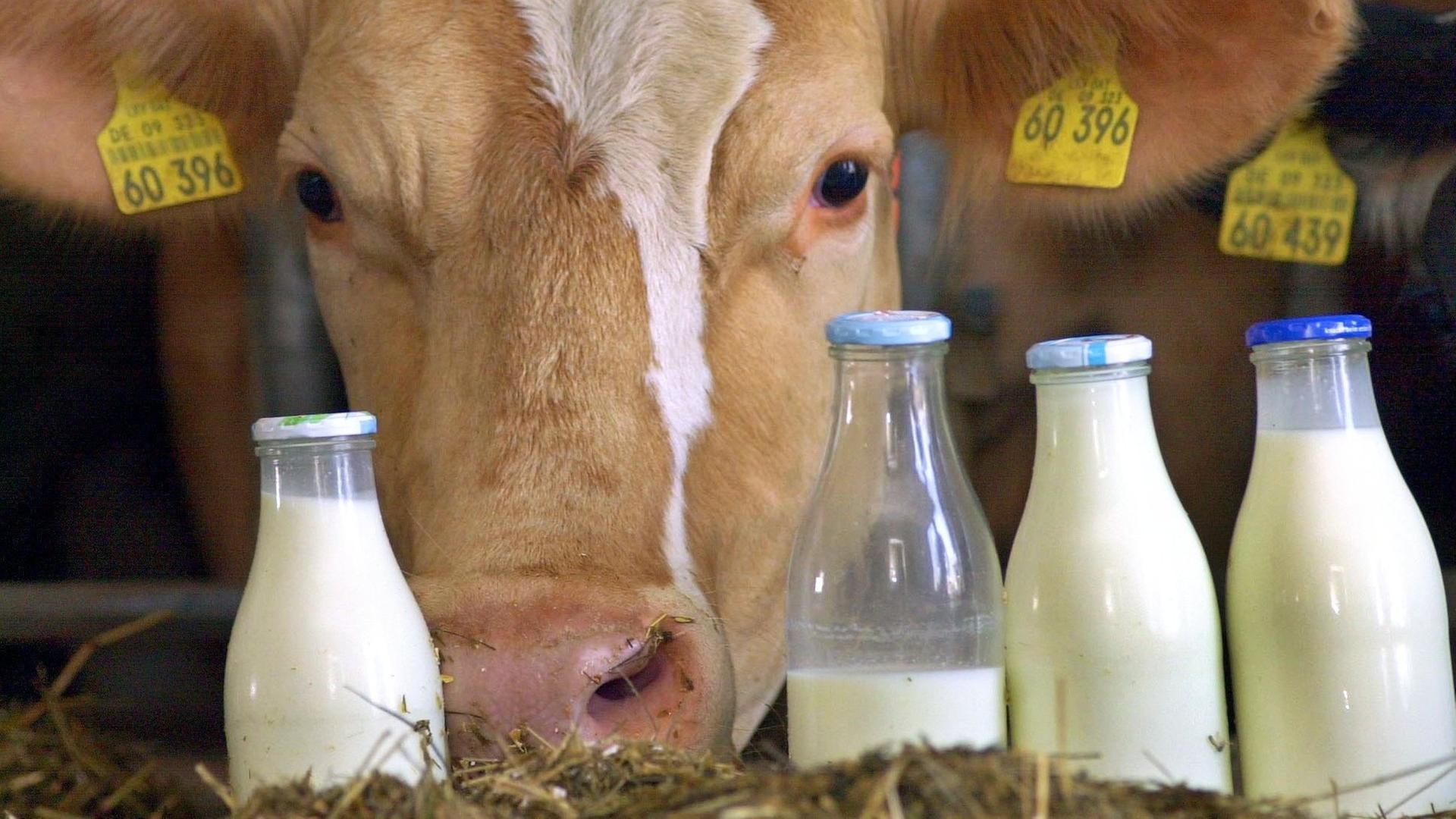 Eine Kuh schaut in einem Stall hinter vier mit Milch gefüllten Flaschen hervor. Eine Kuh schaut in einem Stall hinter vier mit Milch gefüllten Flaschen hervor.