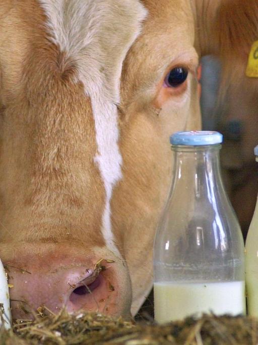 Eine Kuh schaut in einem Stall hinter vier mit Milch gefüllten Flaschen hervor.