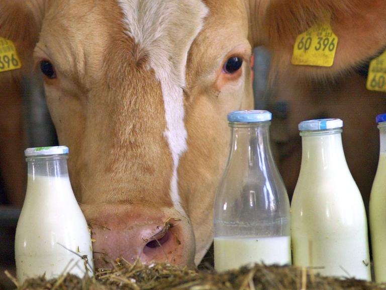 Eine Kuh schaut in einem Stall hinter vier mit Milch gefüllten Flaschen hervor.