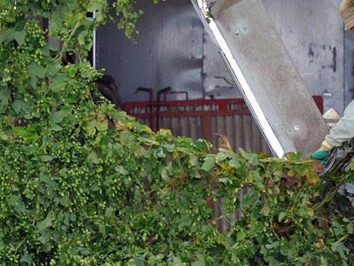 Arbeiter bedienen eine Hopfenpflückmaschine bei der Hopfenernte in der Agrargenossenschaft Naundorf-Niedergoseln e.G. im sächsischen Mügeln 