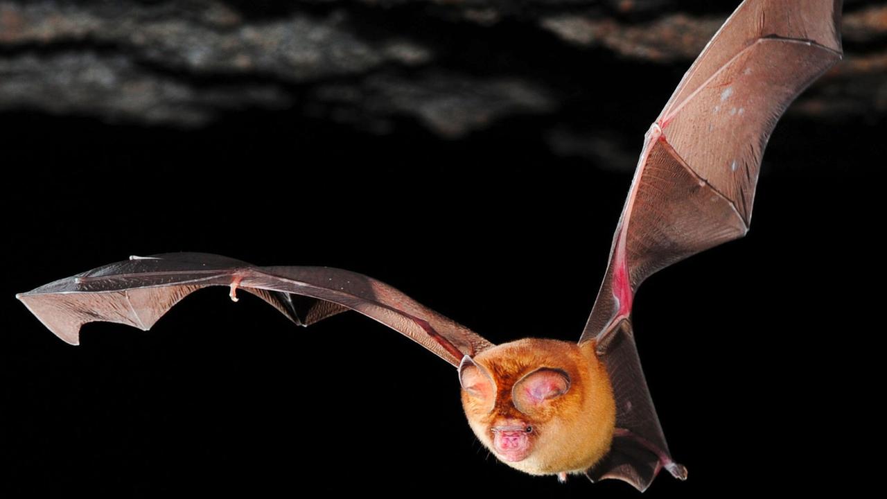 Fledermaus in Ghana. Fledermaus in Ghana.