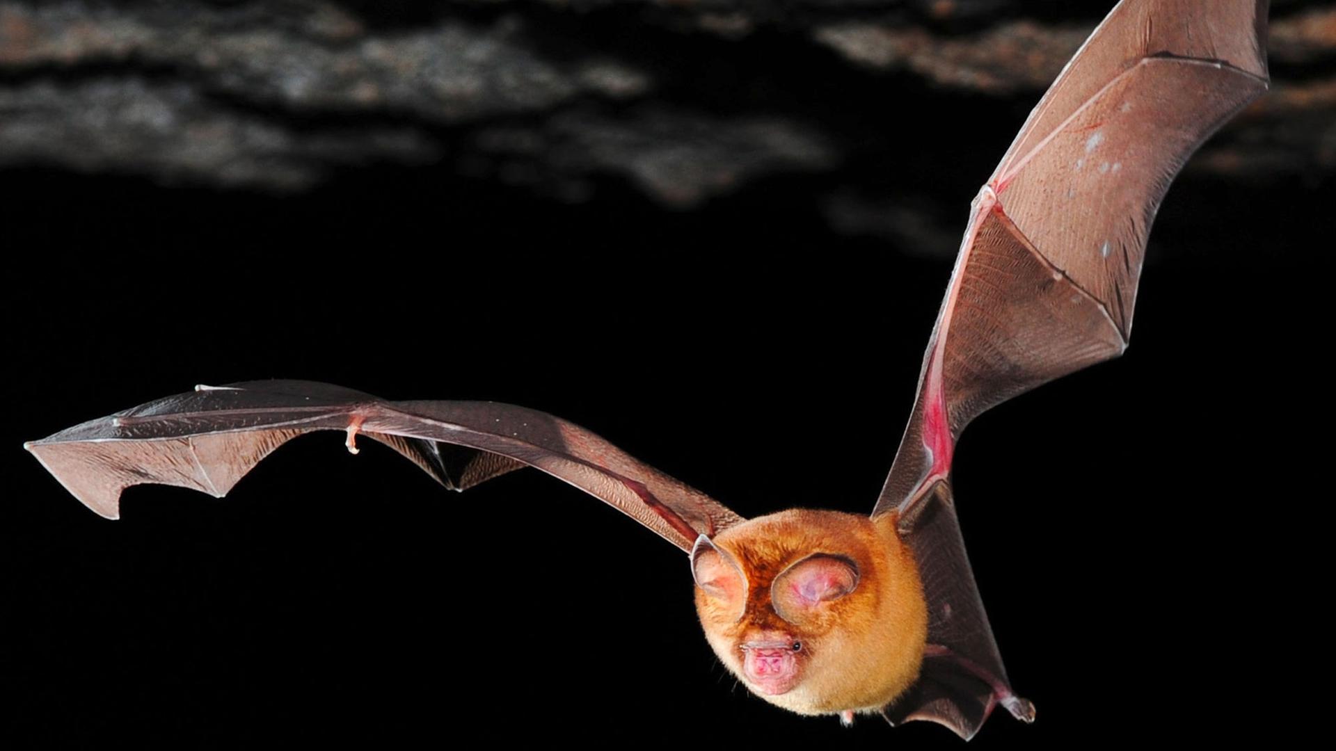 Fledermaus in Ghana. Fledermaus in Ghana.