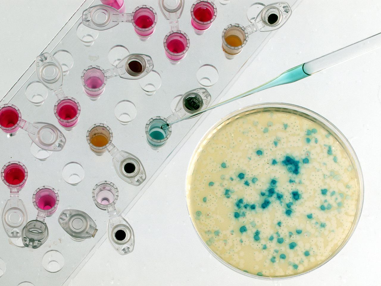 Eine Petrischale mit Bakterienkulturen zur Genvermehrung und Reaktionsgefäße mit Enzym- und Salzlösungen für gentechnische Arbeiten