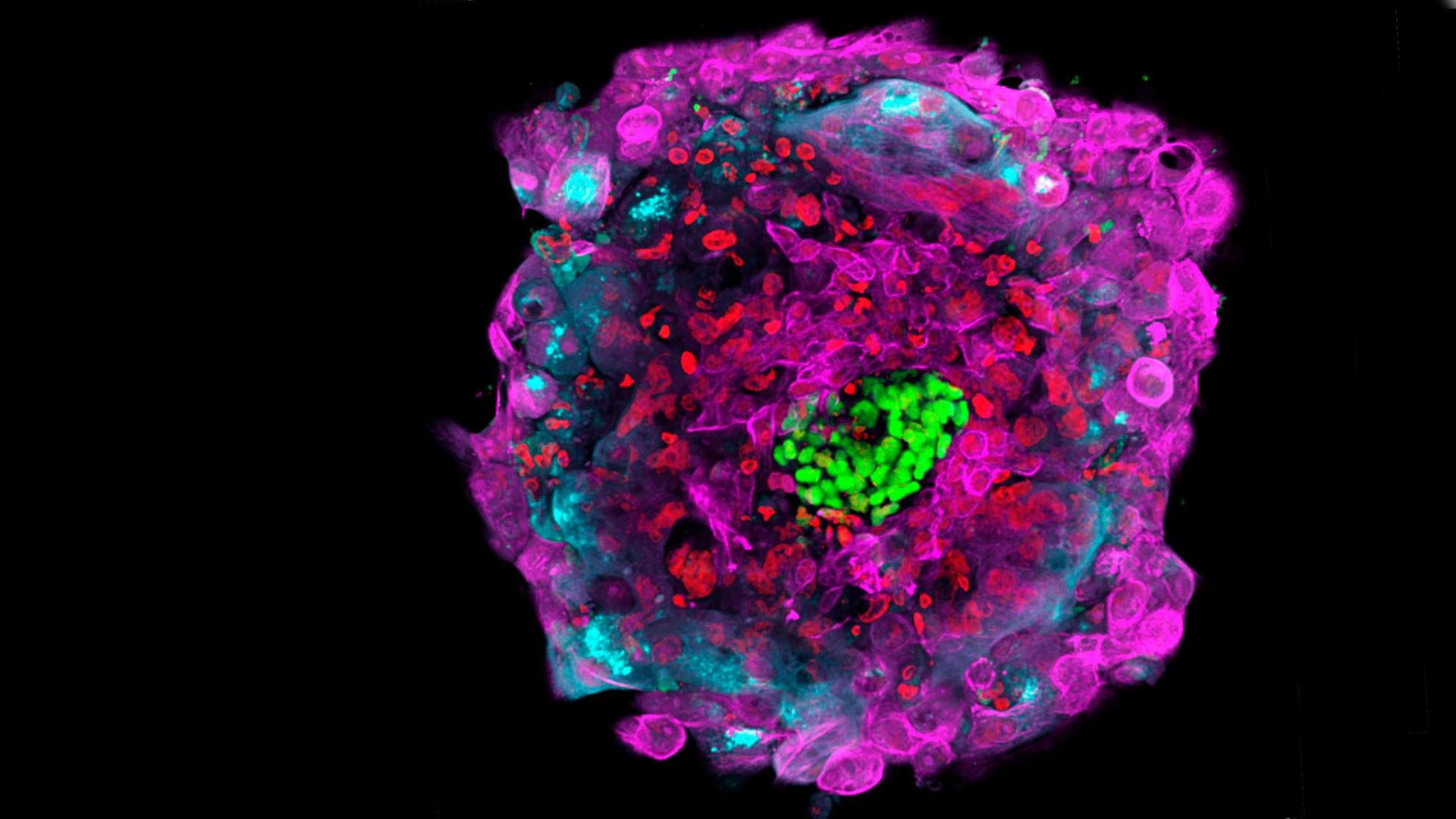 Diese von der Rockefeller University zur Verfügung gestellte Mikroskopaufnahme zeigt einen menschlichen Embryo 12 Tage nach der Befruchtung in vitro, wobei die verschiedenen Zelltypen durch unterschiedliche Farben markiert sind. Diese von der Rockefeller University zur Verfügung gestellte Mikroskopaufnahme zeigt einen menschlichen Embryo 12 Tage nach der Befruchtung in vitro, wobei die verschiedenen Zelltypen durch unterschiedliche Farben markiert sind.