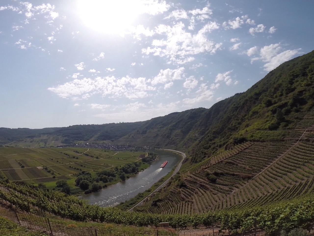 Blick auf Weinberge an der Mosel. Blick auf Weinberge an der Mosel.