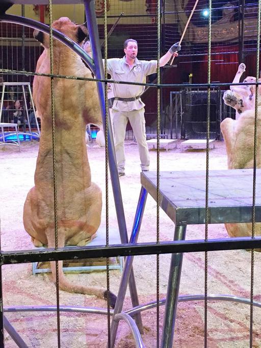 Circus-Krone-Dompteur Martin Lacey mit seinen Löwen