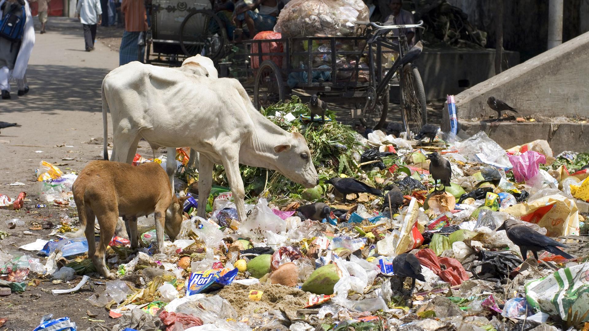 Tiere an einem Abfallhaufen in einem Slum in Kalkutta (Kolkata). Kühe laufen einem in den Slums ständig über den Weg. Entweder als hinduistische, heilige Variante oder als muslimisches Schlachtvieh. Tiere an einem Abfallhaufen in einem Slum in Kalkutta (Kolkata). Kühe laufen einem in den Slums ständig über den Weg. Entweder als hinduistische, heilige Variante oder als muslimisches Schlachtvieh.