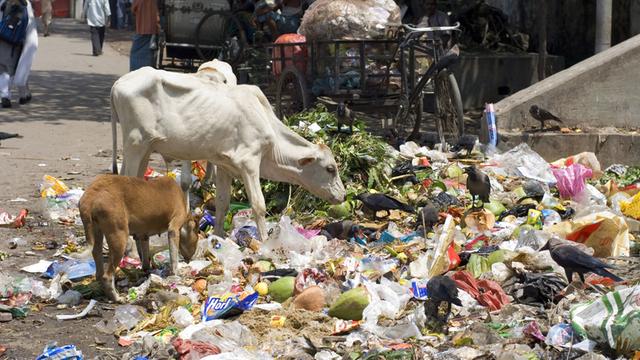 Tiere an einem Abfallhaufen in einem Slum in Kalkutta (Kolkata). Kühe laufen einem in den Slums ständig über den Weg. Entweder als hinduistische, heilige Variante oder als muslimisches Schlachtvieh.