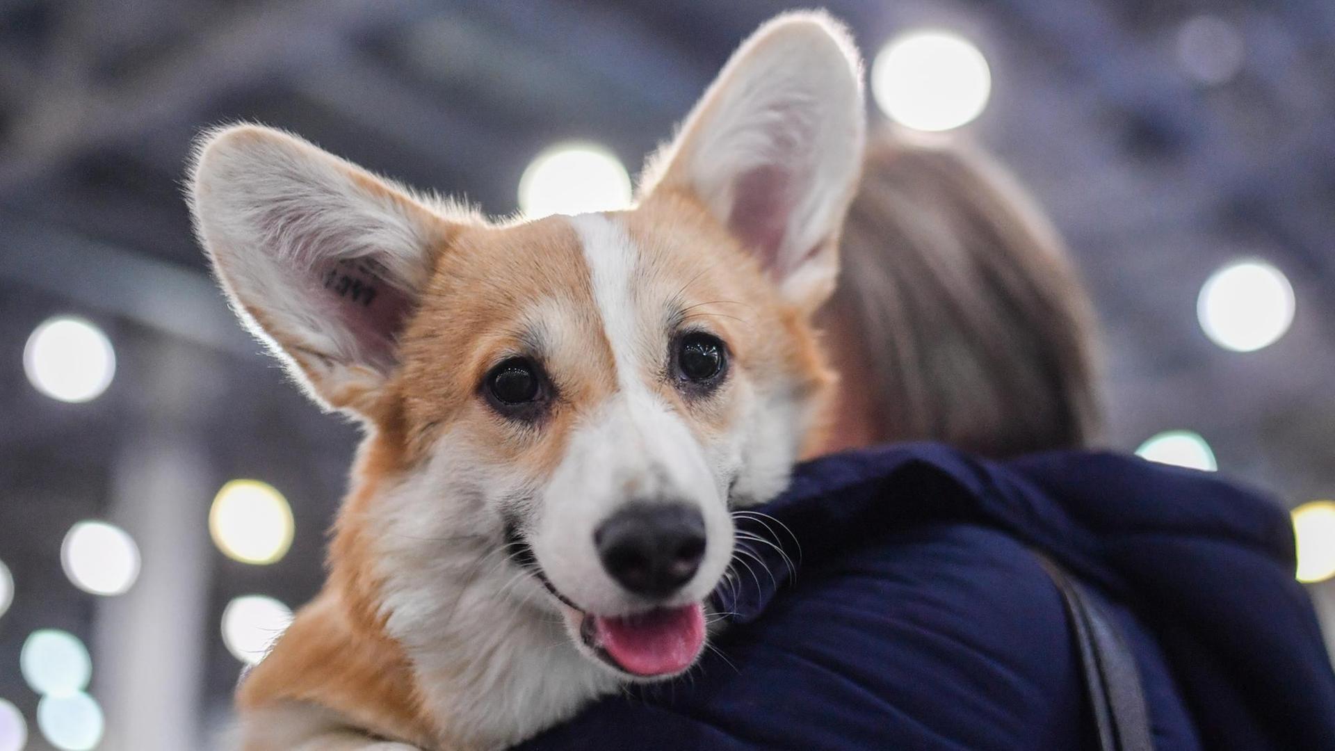 23.02.2019, Russland, Moskau: 5792834 23.02.2019 A woman holds her Welsh Corgi dog at a dog show, in Moscow, Russia. Evgenya Novozhenina / Sputnik Foto: Evgenya Novozhenina/Sputnik/dpa | 23.02.2019, Russland, Moskau: 5792834 23.02.2019 A woman holds her Welsh Corgi dog at a dog show, in Moscow, Russia. Evgenya Novozhenina / Sputnik Foto: Evgenya Novozhenina/Sputnik/dpa |