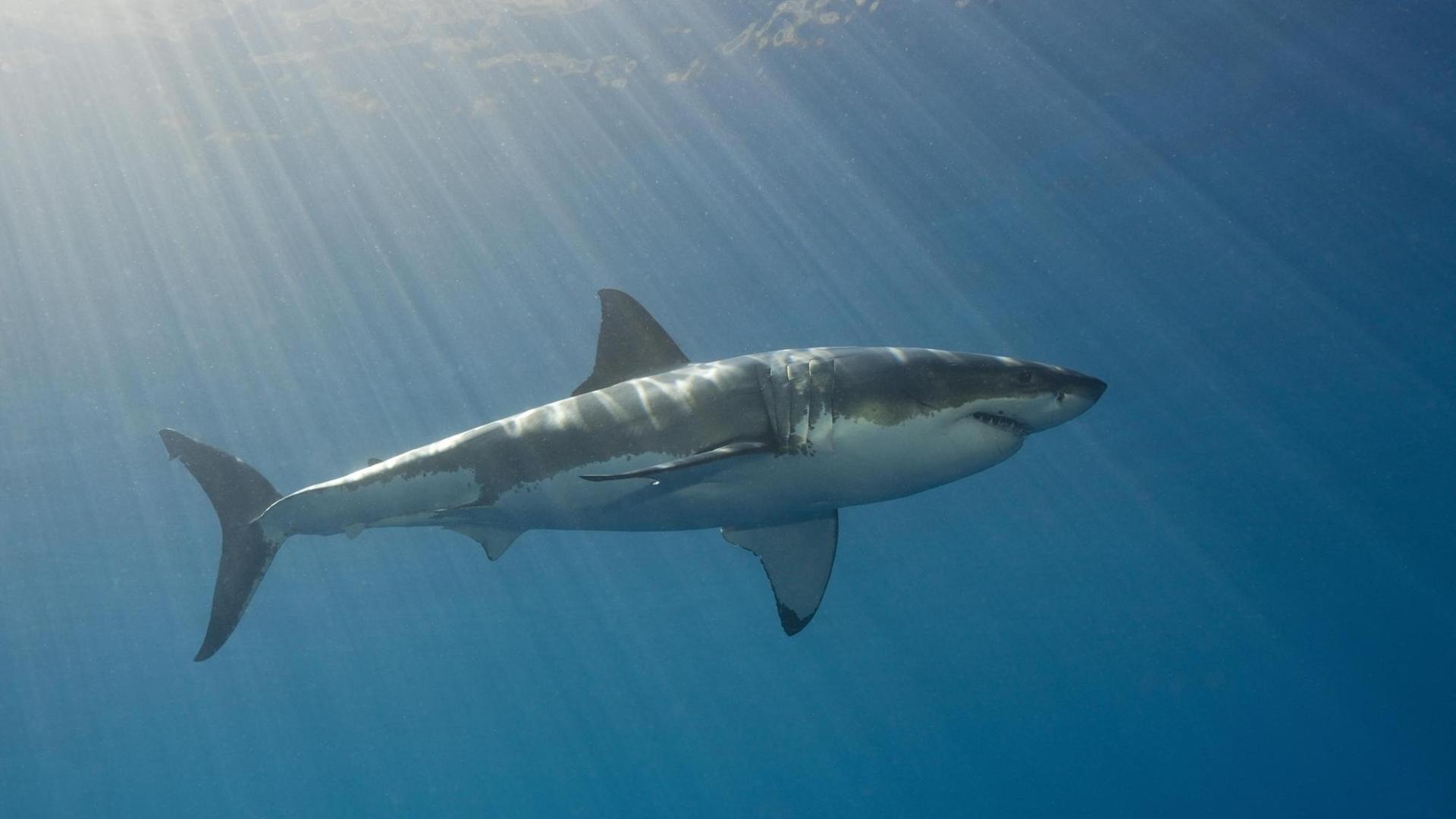 Cites-Abschluss - Viele Arten werden stärker geschützt