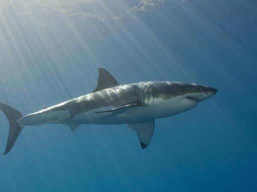 Seitenaufnahme eines großen Weißen Hais im Wasser, von oben Sonnenstrahlen.