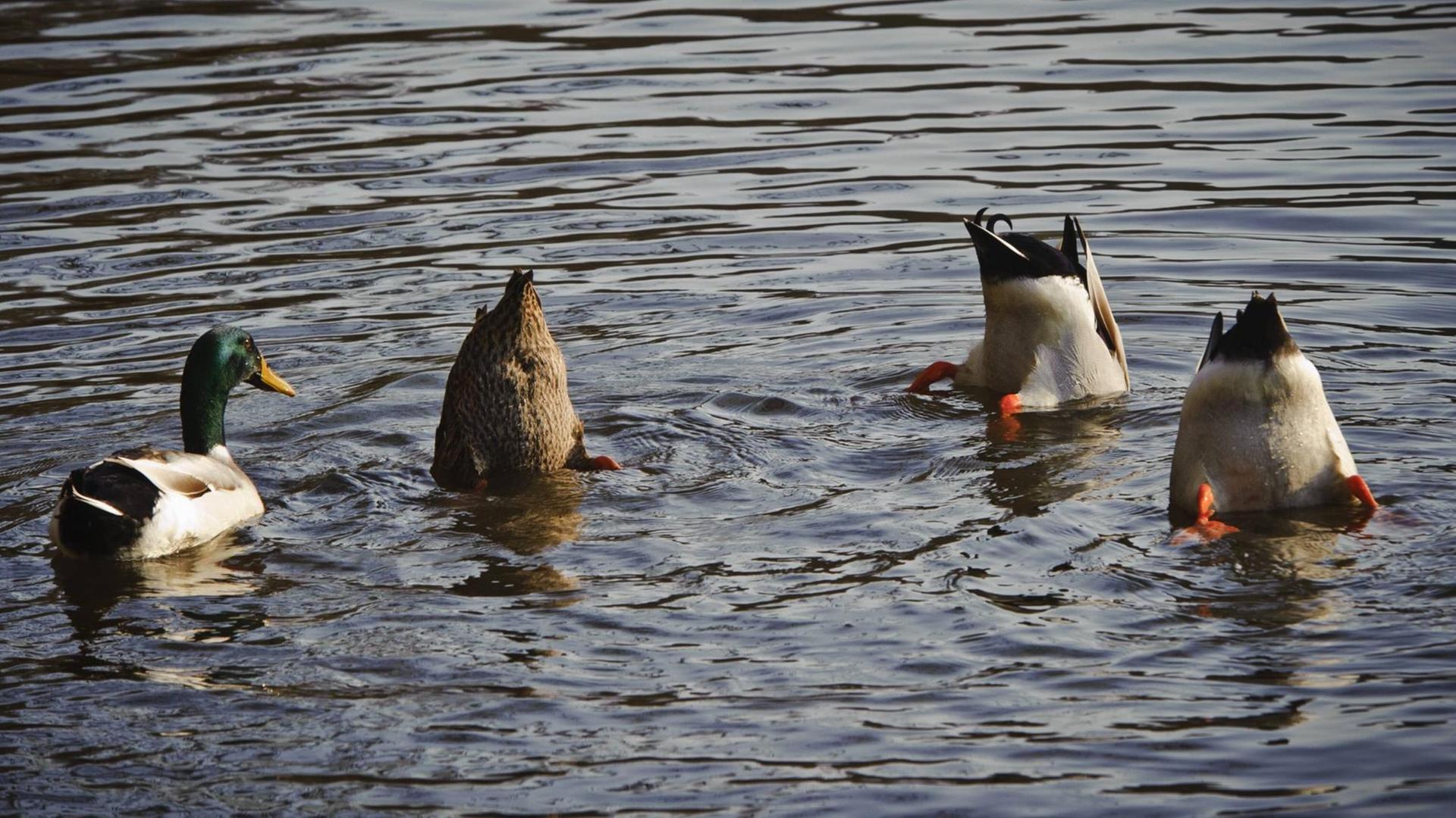Enten schwimmen in einem Teich.