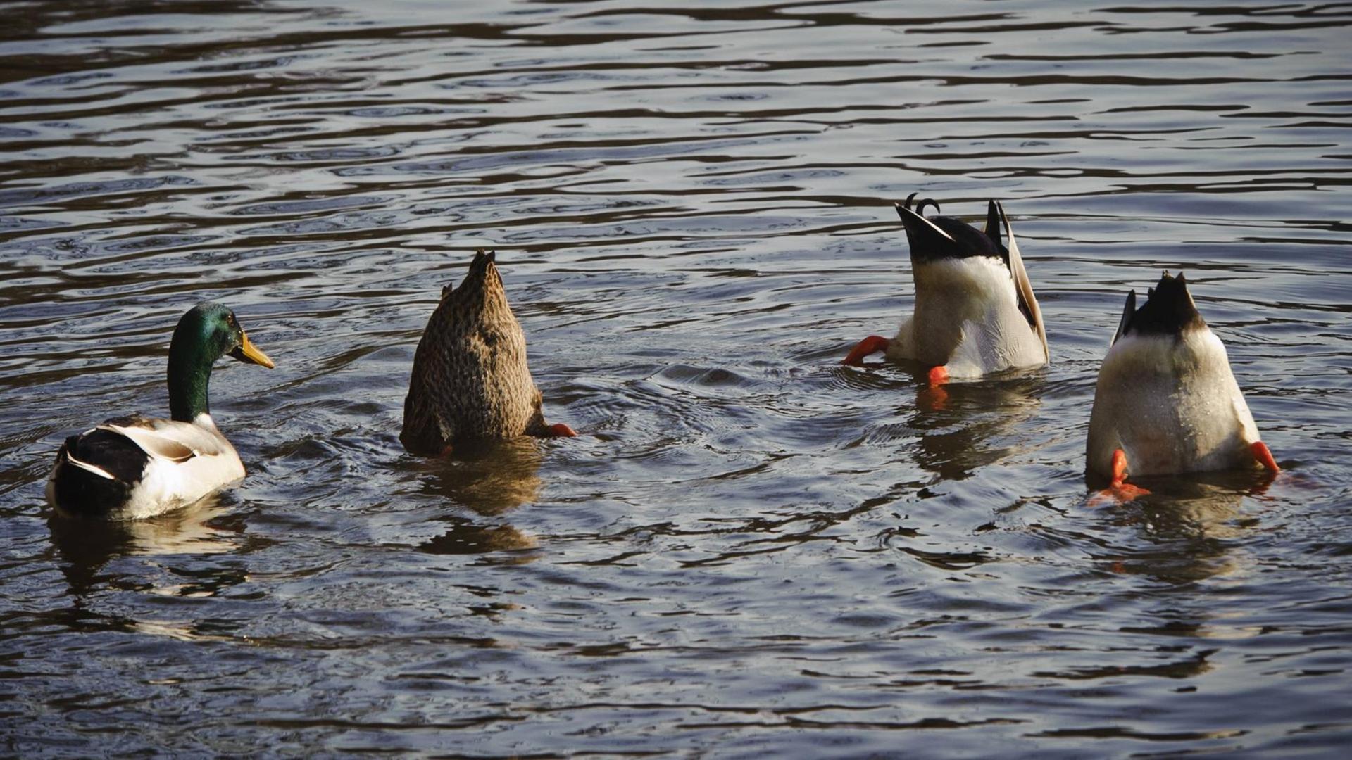 Enten schwimmen in einem Teich. Enten schwimmen in einem Teich.