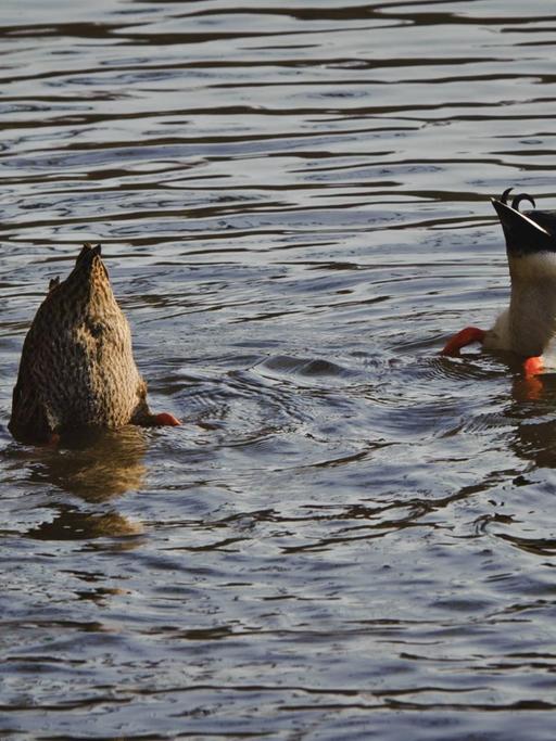 Enten schwimmen in einem Teich.