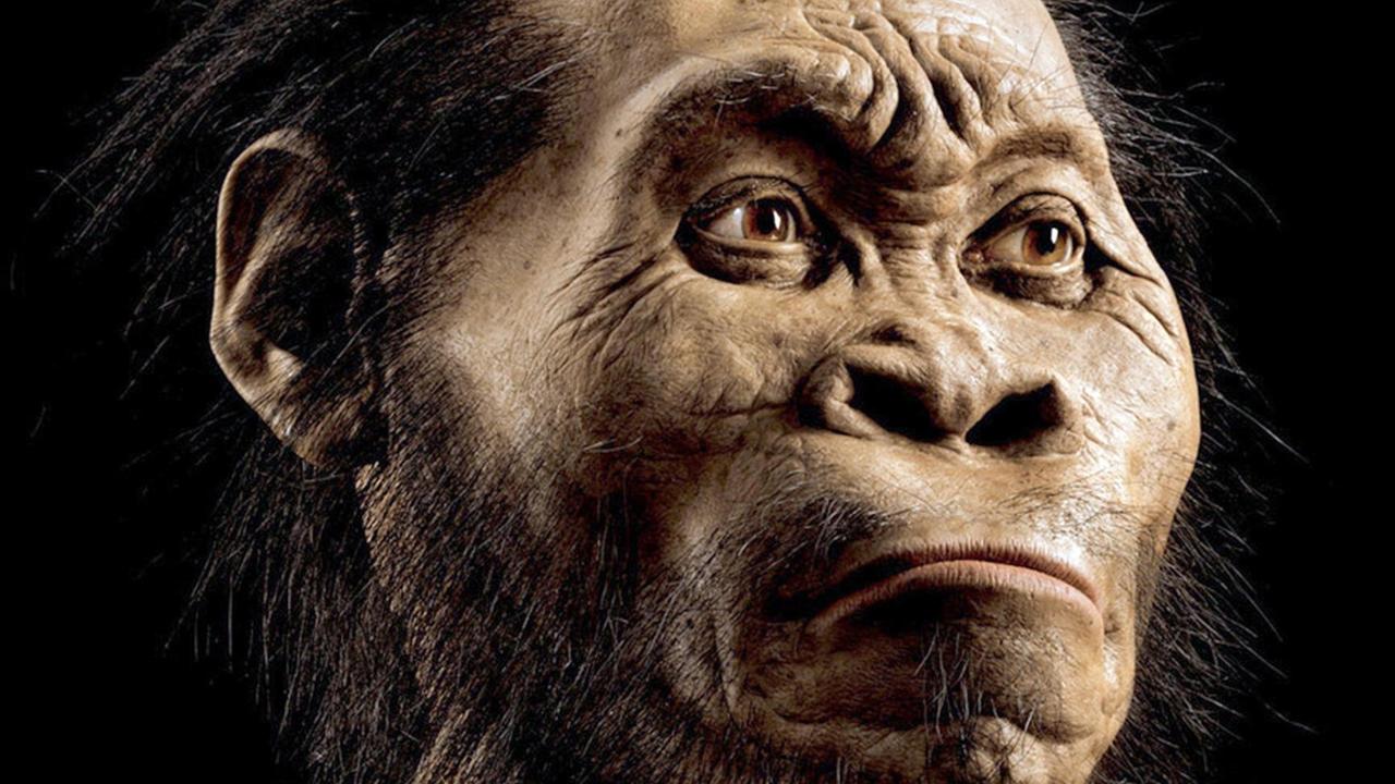Homo naledi - ein Rekonstruktion der entdeckten Menschenart Homo naledi - ein Rekonstruktion der entdeckten Menschenart