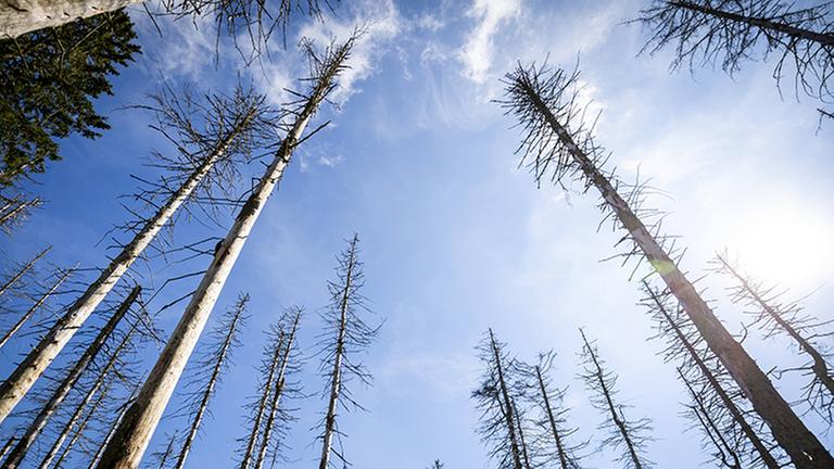 Waldsterben als Folge des Klimawandels Durch Sturmereignisse und Extremwetterlagen wie lange Hitze- oder Trockenperioden vermehren sich Borkenkäfer explosionsartig in gleichförmigen Wäldern. Der Klimawandel verstärkt diese Effekte durch vermehrte Extremwetterereignisse und Hitzeperioden. Nach Einschätzung von Umweltschutzorganisationen und Forstfachleuten vermehren sich Baumschädlinge durch den Klimawandel explosionsartig. Das Ergebnis könnte ein Waldsterben 2.0 sein und so aussehen, wie einige Stellen hier im Nationalpark Harz, in der der Borkenkäfer deutlcih weniger bekämpft wird und sich deshalb ausbreiten kann. Nationalpark Harz Niedersachsen Deutschland *** Forest dieback as a result of climate change Storm events and extreme weather conditions such as long periods of heat or drought cause bark beetles to multiply explosi Waldsterben als Folge des Klimawandels Durch Sturmereignisse und Extremwetterlagen wie lange Hitze- oder Trockenperioden vermehren sich Borkenkäfer explosionsartig in gleichförmigen Wäldern. Der Klimawandel verstärkt diese Effekte durch vermehrte Extremwetterereignisse und Hitzeperioden. Nach Einschätzung von Umweltschutzorganisationen und Forstfachleuten vermehren sich Baumschädlinge durch den Klimawandel explosionsartig. Das Ergebnis könnte ein Waldsterben 2.0 sein und so aussehen, wie einige Stellen hier im Nationalpark Harz, in der der Borkenkäfer deutlcih weniger bekämpft wird und sich deshalb ausbreiten kann. Nationalpark Harz Niedersachsen Deutschland *** Forest dieback as a result of climate change Storm events and extreme weather conditions such as long periods of heat or drought cause bark beetles to multiply explosi
