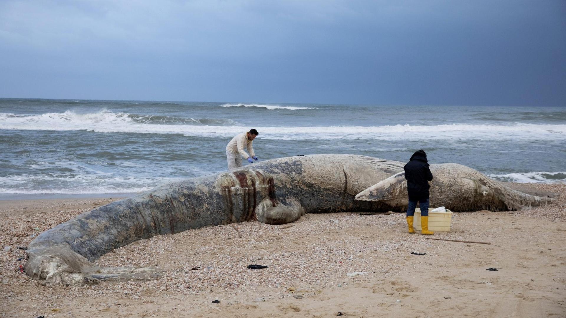 Ärzte untersuchen einen toten Finnwal am Strand in Israel. Ärzte untersuchen einen toten Finnwal am Strand in Israel.