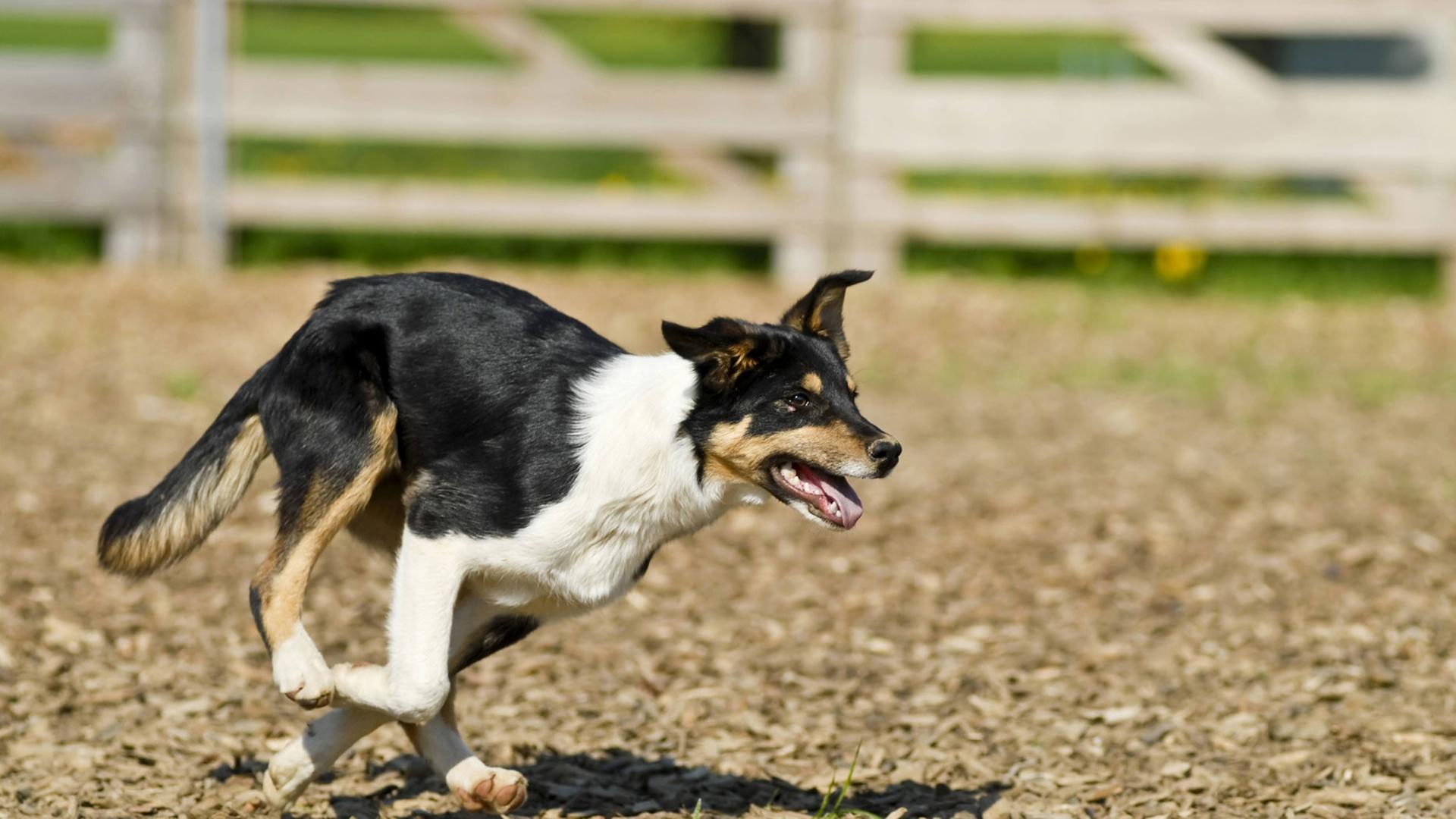 Border Collie Border Collie