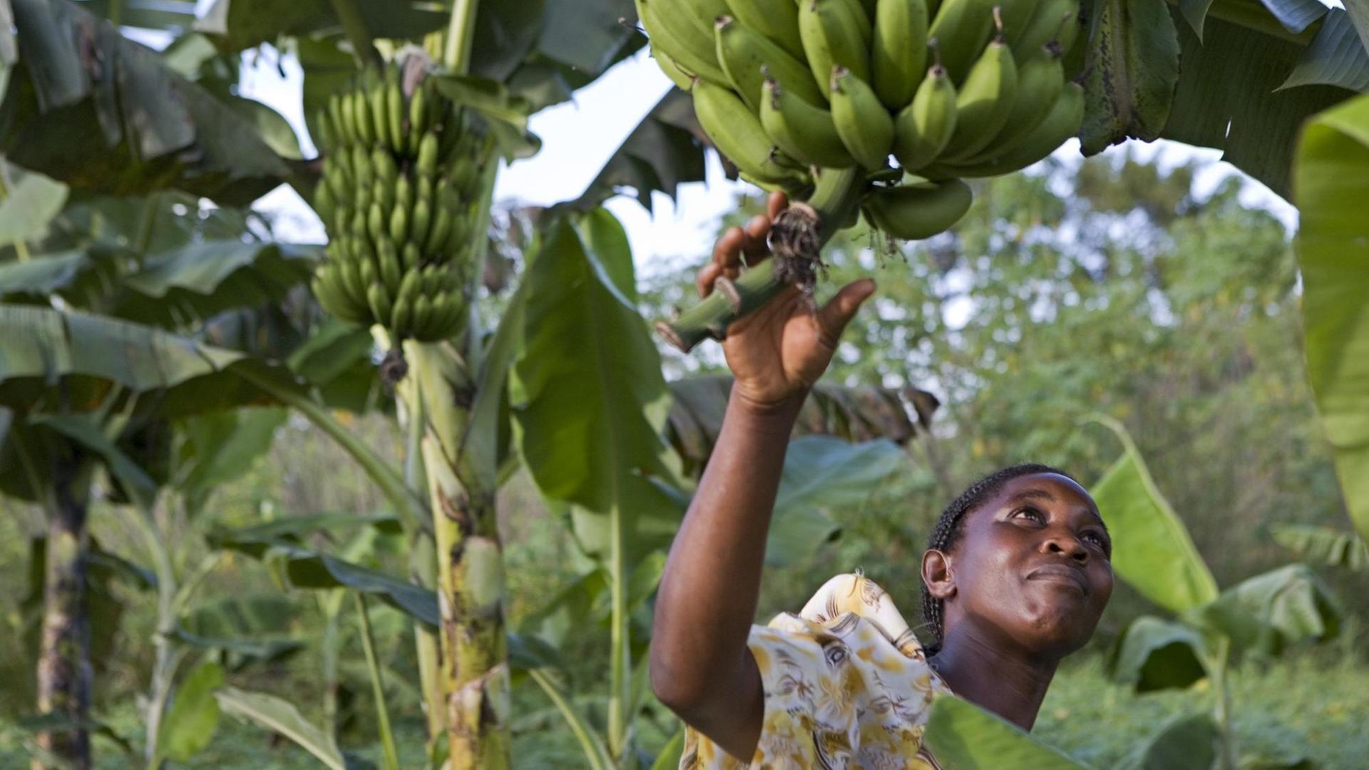 Beatrice Sebyala untersucht die Bananen-Ernte auf ihrem Bauernhof. Beatrice Sebyala untersucht die Bananen-Ernte auf ihrem Bauernhof.