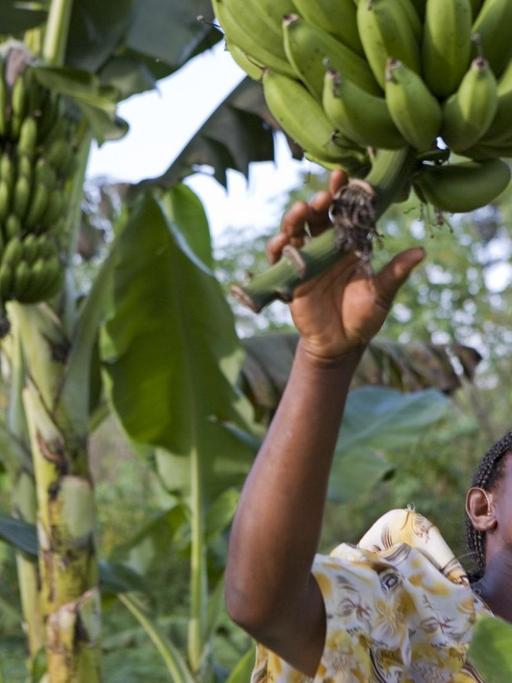 Beatrice Sebyala untersucht die Bananen-Ernte auf ihrem Bauernhof.