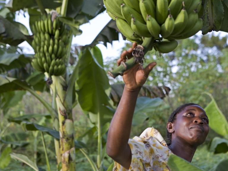 Beatrice Sebyala untersucht die Bananen-Ernte auf ihrem Bauernhof.