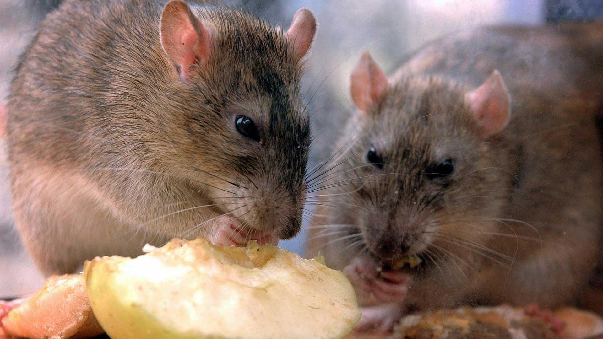 Ratten fressen Abfälle. Ratten fressen Abfälle.