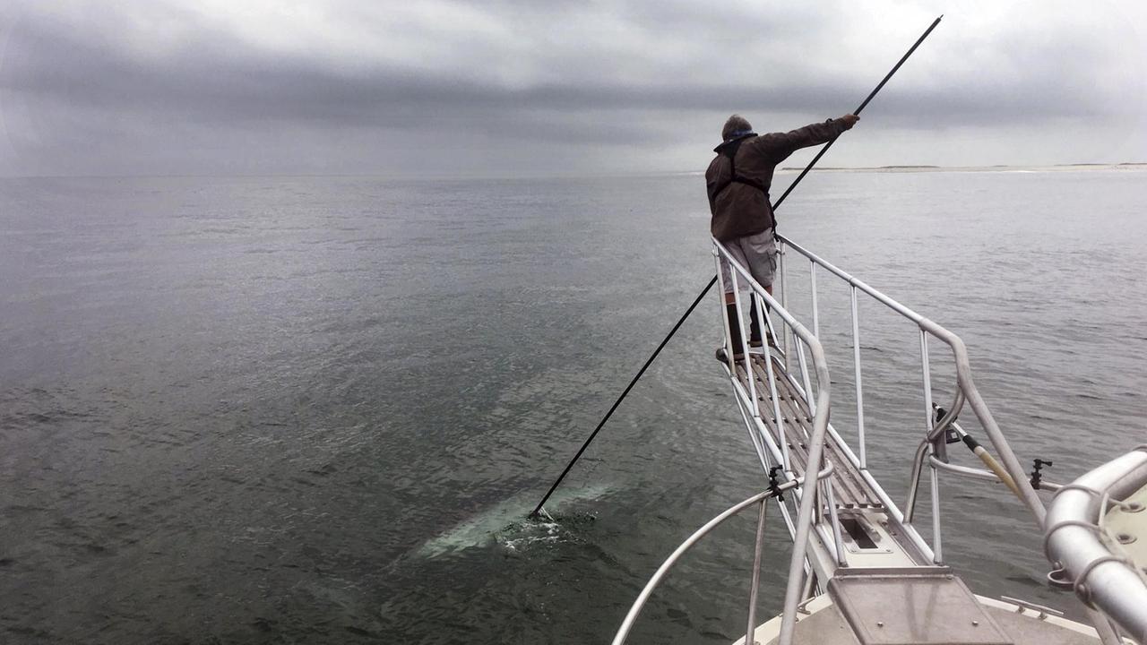 Eine Person hält einen langen Stab von einer schmalen am Boot befestigten Brücke ins Wasser. Eine Person hält einen langen Stab von einer schmalen am Boot befestigten Brücke ins Wasser.