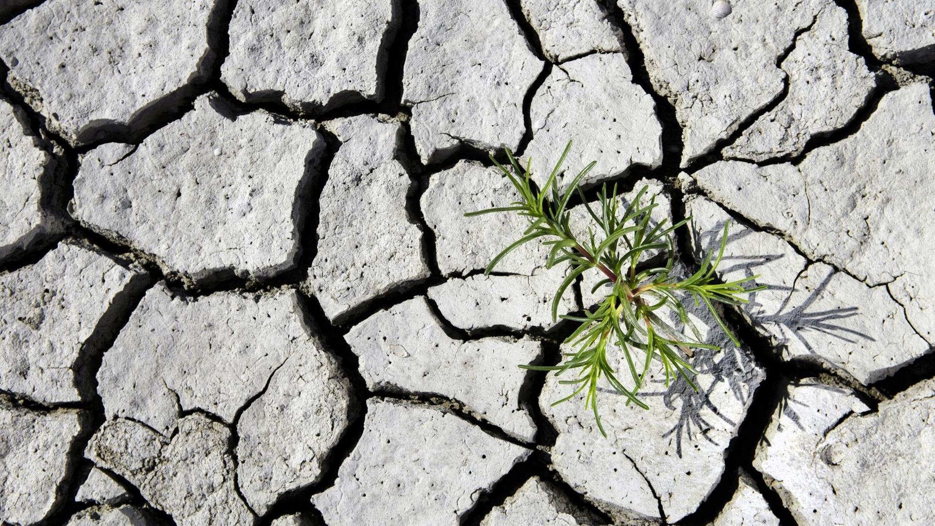 Eine kleine Grünpflanze wächst aus dem mit Rissen durchzogenen Boden eines ausgetrockneten Gewässers Eine kleine Grünpflanze wächst aus dem mit Rissen durchzogenen Boden eines ausgetrockneten Gewässers