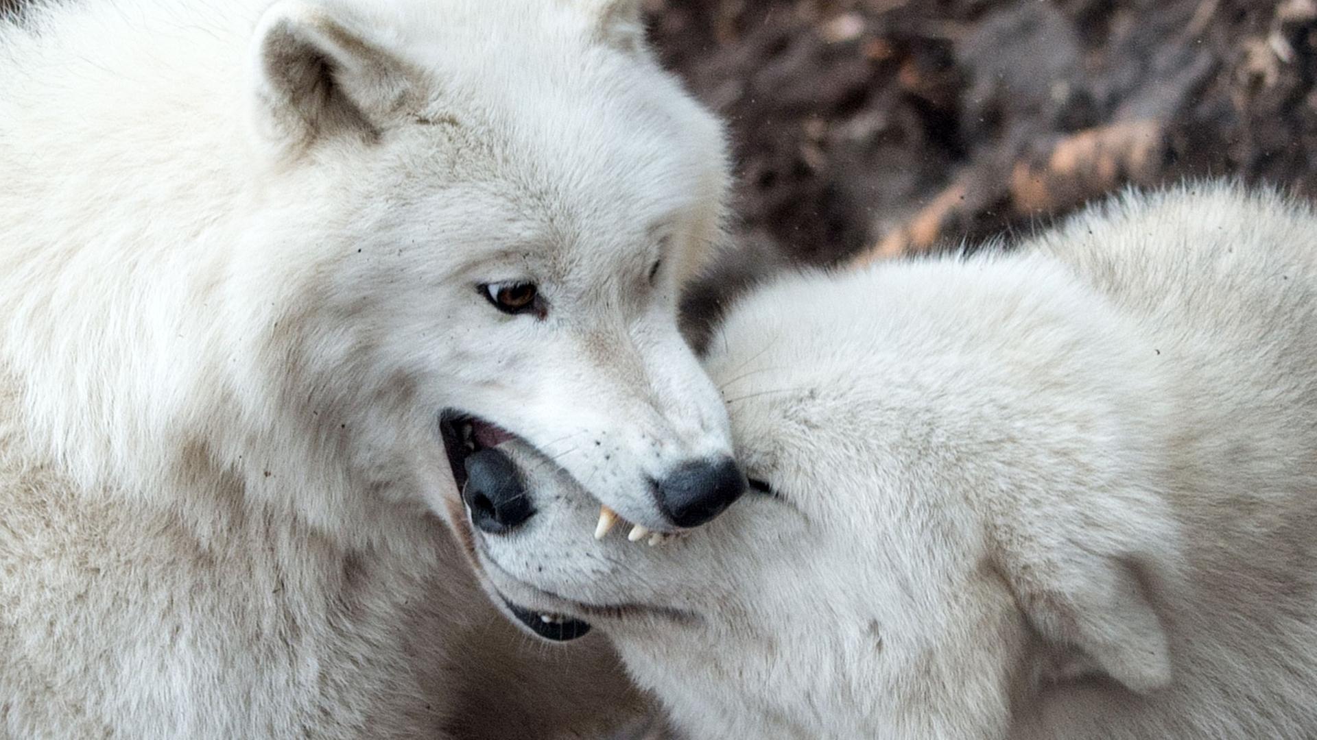 Polarwölfe im Wildpark in Hanau (Hessen) Polarwölfe im Wildpark in Hanau (Hessen)