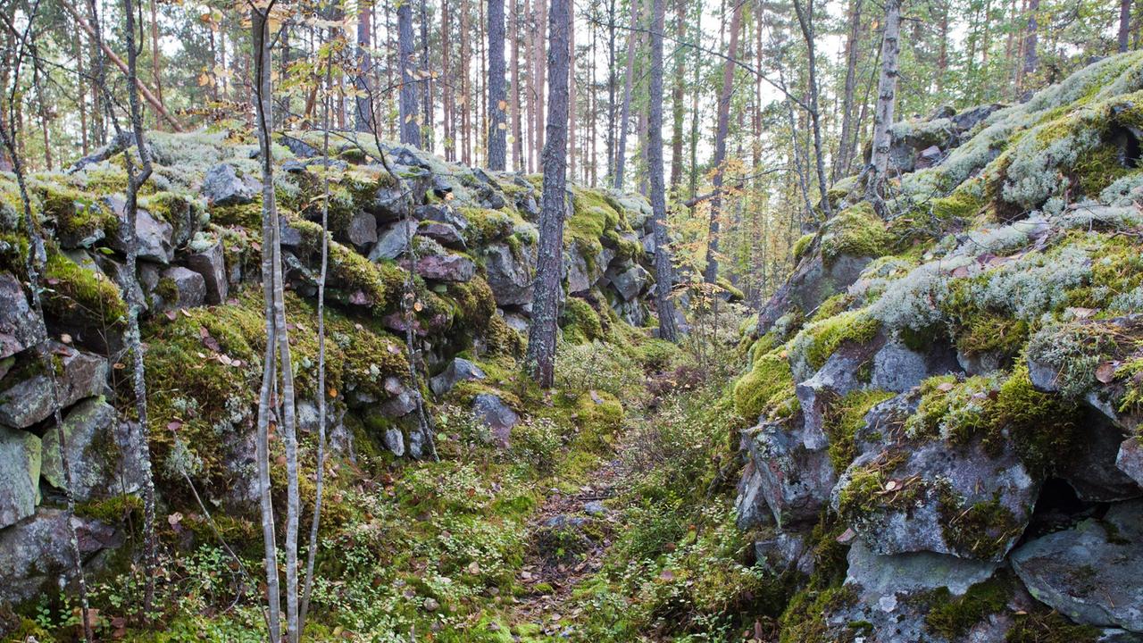 Ein alter Schützengraben im Wald um die Gemeinde Mäntyharju in Südostfinnland, ca. 200 Kilometer von der Hauptstadt Helsinki entfernt. Der Ort galt als geheimer Stützpunkt im 2. Weltkrieg um eine eventuelle sowjetische Invasion aufzuhalten, zu der es jedoch nie kam. Seitdem liegt der Graben vergessen und kaum noch zu erkennen mitten im Wald, drei Stunden von der nächsten Straße entfernt, und die Natur erobert sich ihn zurück. Ein alter Schützengraben im Wald um die Gemeinde Mäntyharju in Südostfinnland, ca. 200 Kilometer von der Hauptstadt Helsinki entfernt. Der Ort galt als geheimer Stützpunkt im 2. Weltkrieg um eine eventuelle sowjetische Invasion aufzuhalten, zu der es jedoch nie kam. Seitdem liegt der Graben vergessen und kaum noch zu erkennen mitten im Wald, drei Stunden von der nächsten Straße entfernt, und die Natur erobert sich ihn zurück.