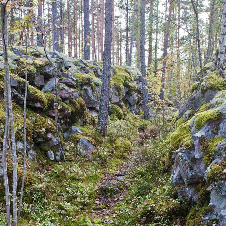 Ein alter Schützengraben im Wald um die Gemeinde Mäntyharju in Südostfinnland, ca. 200 Kilometer von der Hauptstadt Helsinki entfernt. Der Ort galt als geheimer Stützpunkt im 2. Weltkrieg um eine eventuelle sowjetische Invasion aufzuhalten, zu der es jedoch nie kam. Seitdem liegt der Graben vergessen und kaum noch zu erkennen mitten im Wald, drei Stunden von der nächsten Straße entfernt, und die Natur erobert sich ihn zurück.