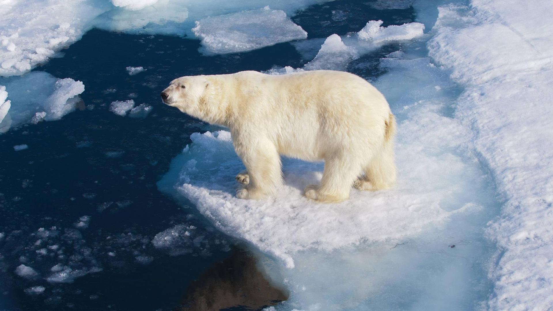 Ein Polarbär steht auf einer Eisscholle im Packeis der Norwegische Arktis. Ein Polarbär steht auf einer Eisscholle im Packeis der Norwegische Arktis.