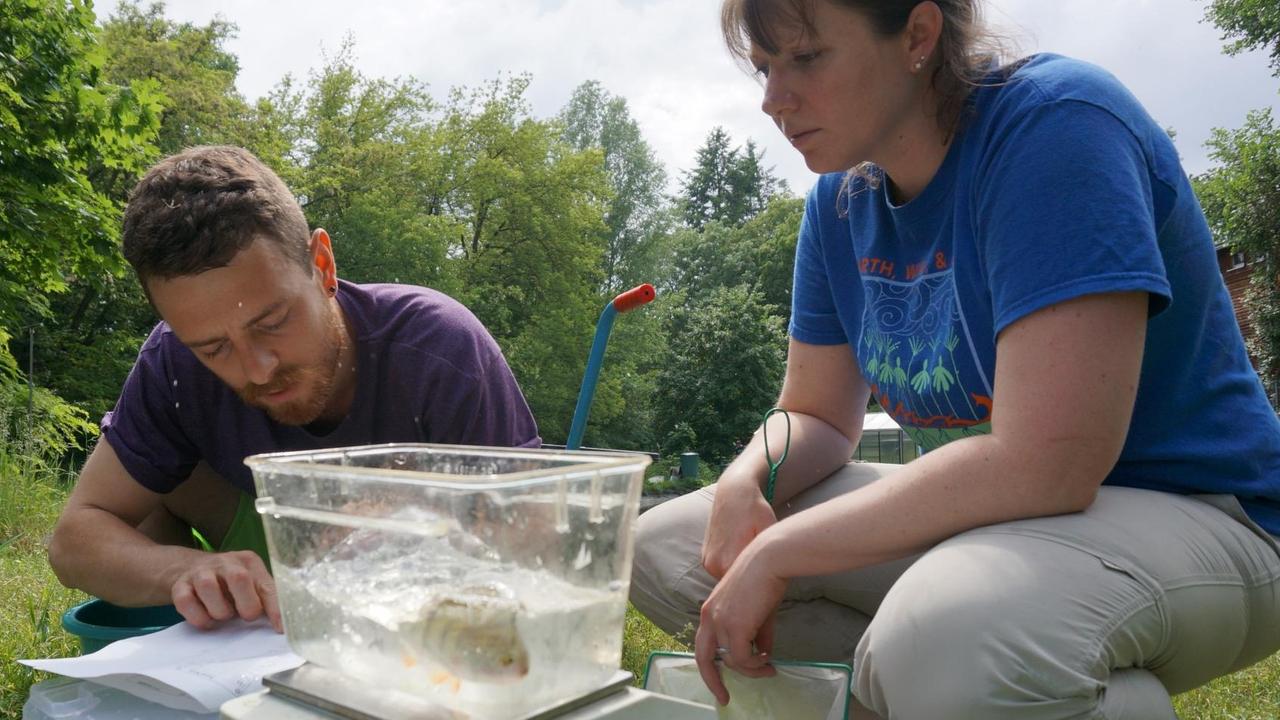 Die Barsche werden vor und nach dem Experiment gewogen, um ihre Entwicklung nachvollziehen zu können Die Barsche werden vor und nach dem Experiment gewogen, um ihre Entwicklung nachvollziehen zu können