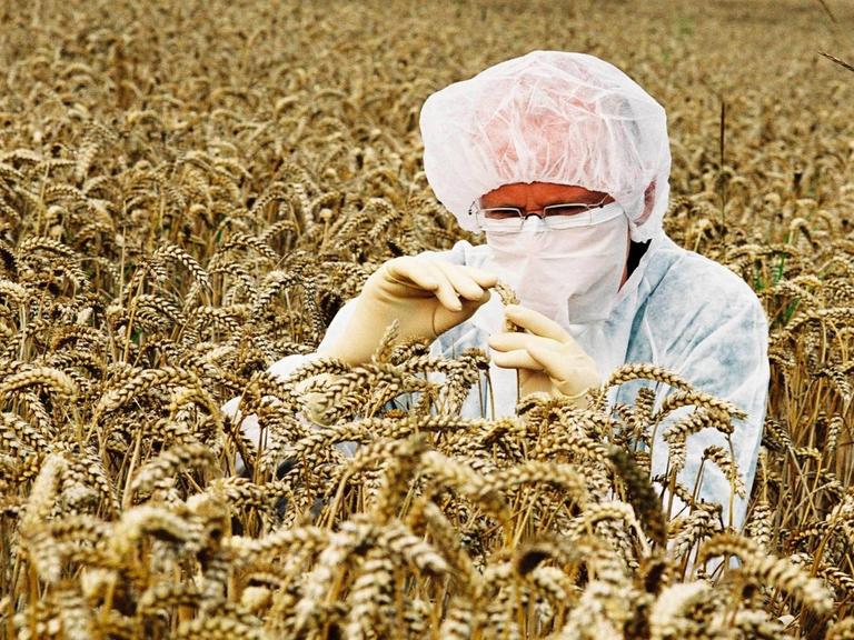 Ein Wissenschaftler im Schutzanzug untersucht Weizenähren.