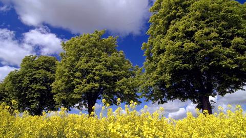 Blühendes Rapsfeld vor einer Kastanienallee