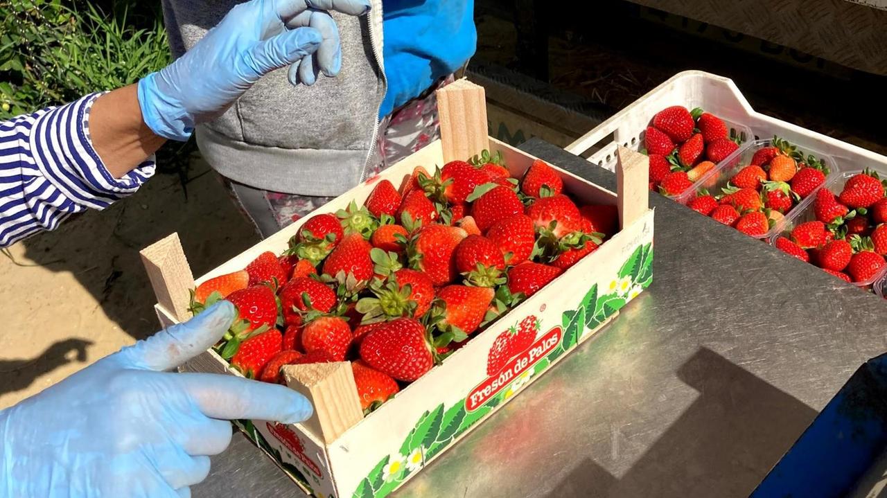 Eine Holzkiste mit jeder Menge großer knallroter Erdbeeren.