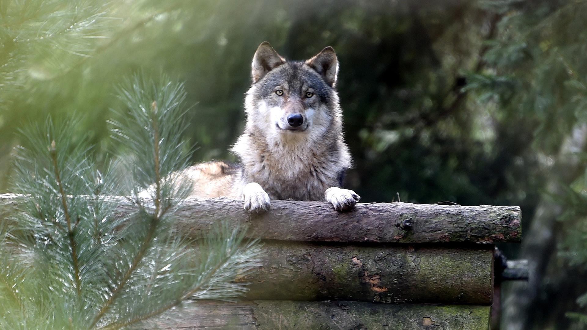 Ein Wolf blickt aus seinem Gehege im Wildpark Eekholt, Schleswig-Holstein, den Fotografen an. Ein Wolf blickt aus seinem Gehege im Wildpark Eekholt, Schleswig-Holstein, den Fotografen an.