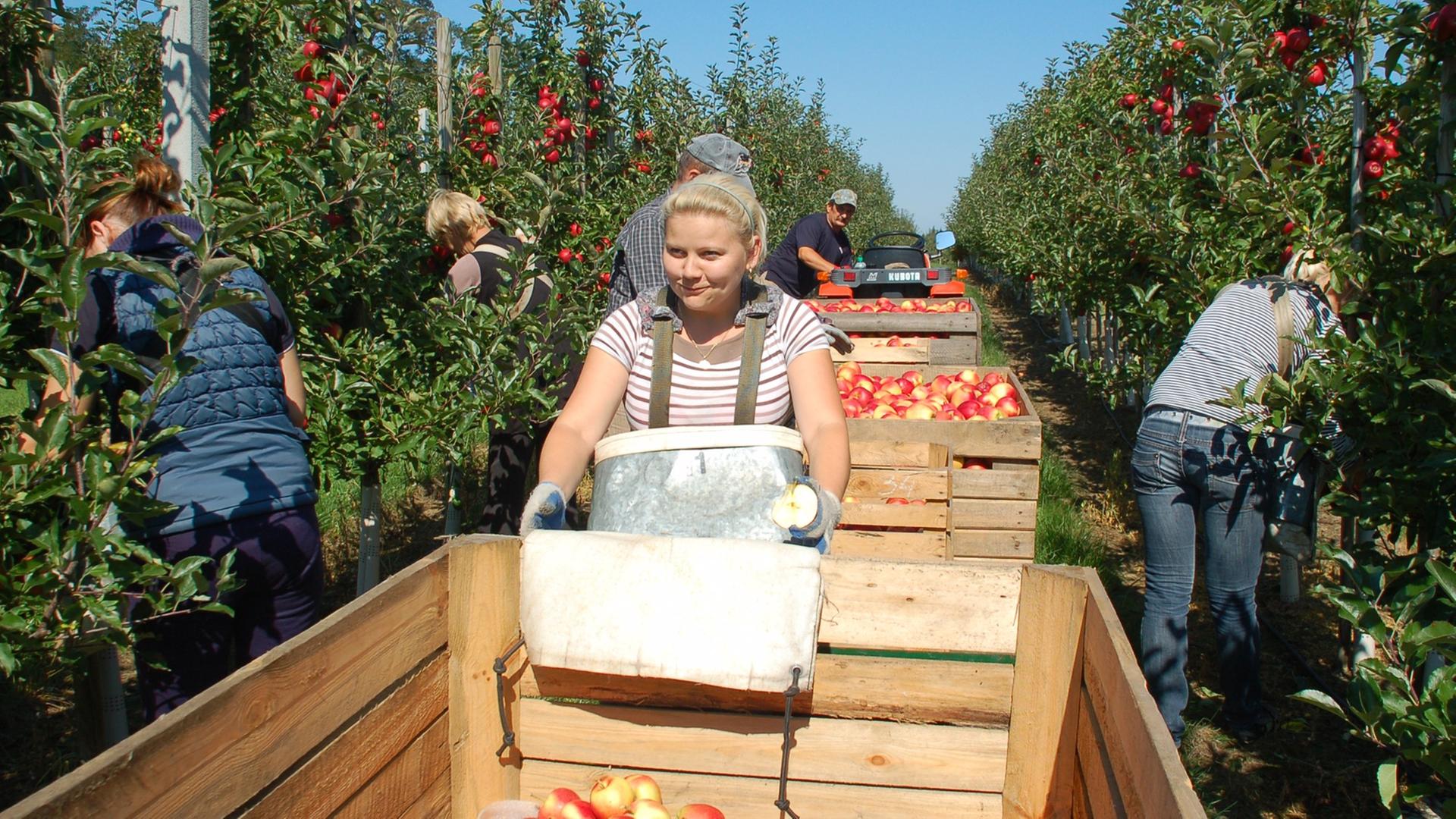 Apfelernte in Polen Apfelernte in Polen