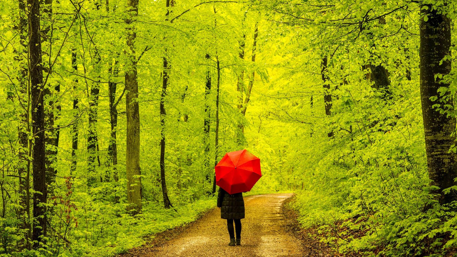 Ein Wald an der Schwäbischen Alb, Baden-Wuerttemberg, Deutschland Ein Wald an der Schwäbischen Alb, Baden-Wuerttemberg, Deutschland