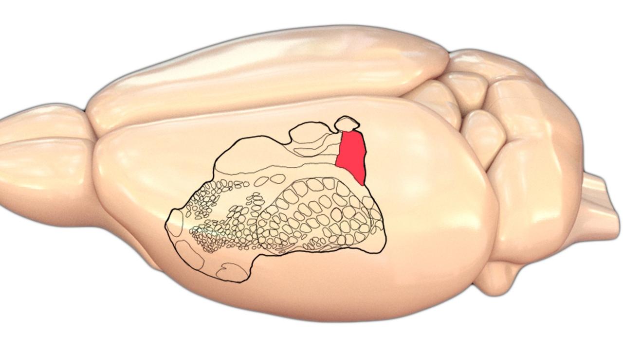 Darstellung des Gehirns einer Ratte, mit der Stelle, die für das Kitzel-Empfinden zuständig sein soll. Ratten sind nach einer Studie der Berliner Neurobiologen je nach Stimmung kitzlig. Die Forscher analysierten dabei auch die Vorgänge im Gehirn, während sie die Ratten kitzelten. Besonders stark reagierten Nervenzellen in jenem Gehirnareal, das unter anderem Berührungen verarbeitet. Darstellung des Gehirns einer Ratte, mit der Stelle, die für das Kitzel-Empfinden zuständig sein soll. Ratten sind nach einer Studie der Berliner Neurobiologen je nach Stimmung kitzlig. Die Forscher analysierten dabei auch die Vorgänge im Gehirn, während sie die Ratten kitzelten. Besonders stark reagierten Nervenzellen in jenem Gehirnareal, das unter anderem Berührungen verarbeitet.