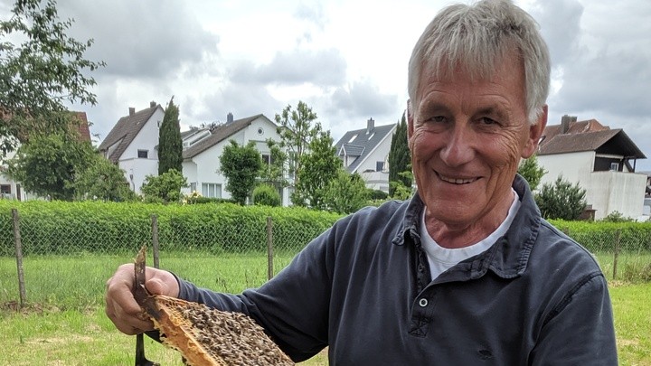 Der Bienenzüchter Ekkehard Hülsmann zeigt ein Wabenrähmchen mit einem Bienenvolk. Der Bienenzüchter Ekkehard Hülsmann zeigt ein Wabenrähmchen mit einem Bienenvolk.