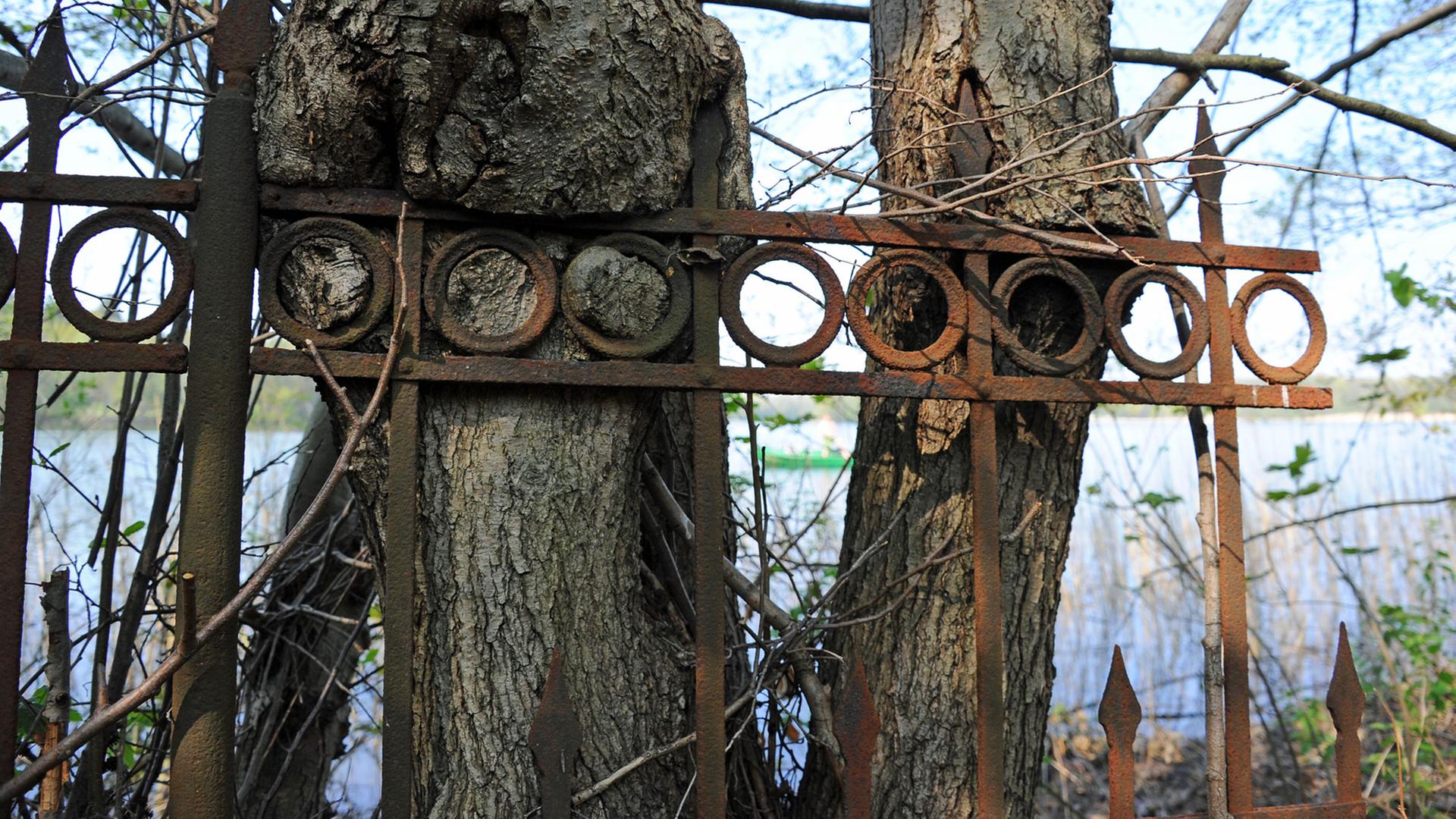 Ein in einen Baum eingewachsener verrosteter Zaun steht am 20.4.2011 am südlichen Ufer des Groß Glienicker Sees in Brandenburg. Ein in einen Baum eingewachsener verrosteter Zaun steht am 20.4.2011 am südlichen Ufer des Groß Glienicker Sees in Brandenburg.