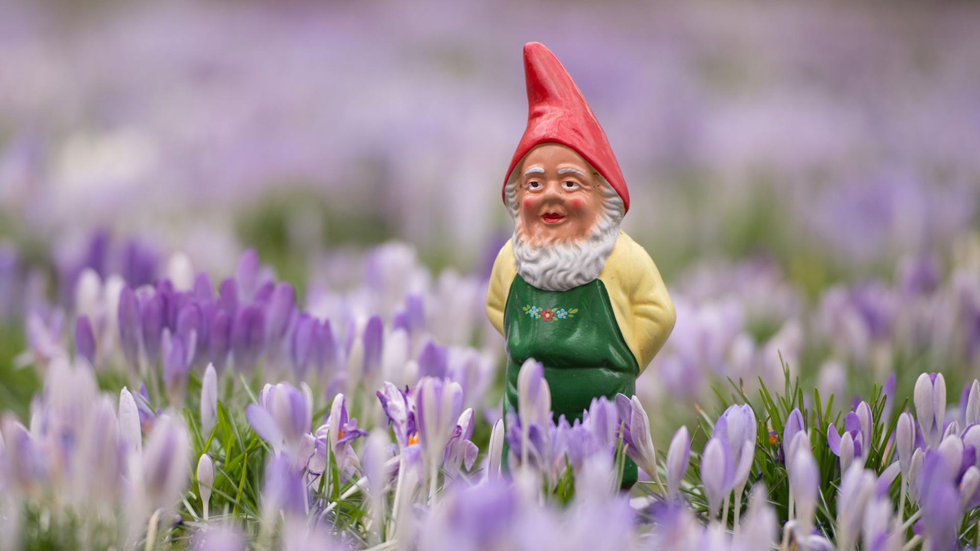 Ein Gartenzwerg steht in Dresden (Sachen) auf einer Wiese mit vielen Krokussen. Ein Gartenzwerg steht in Dresden (Sachen) auf einer Wiese mit vielen Krokussen.