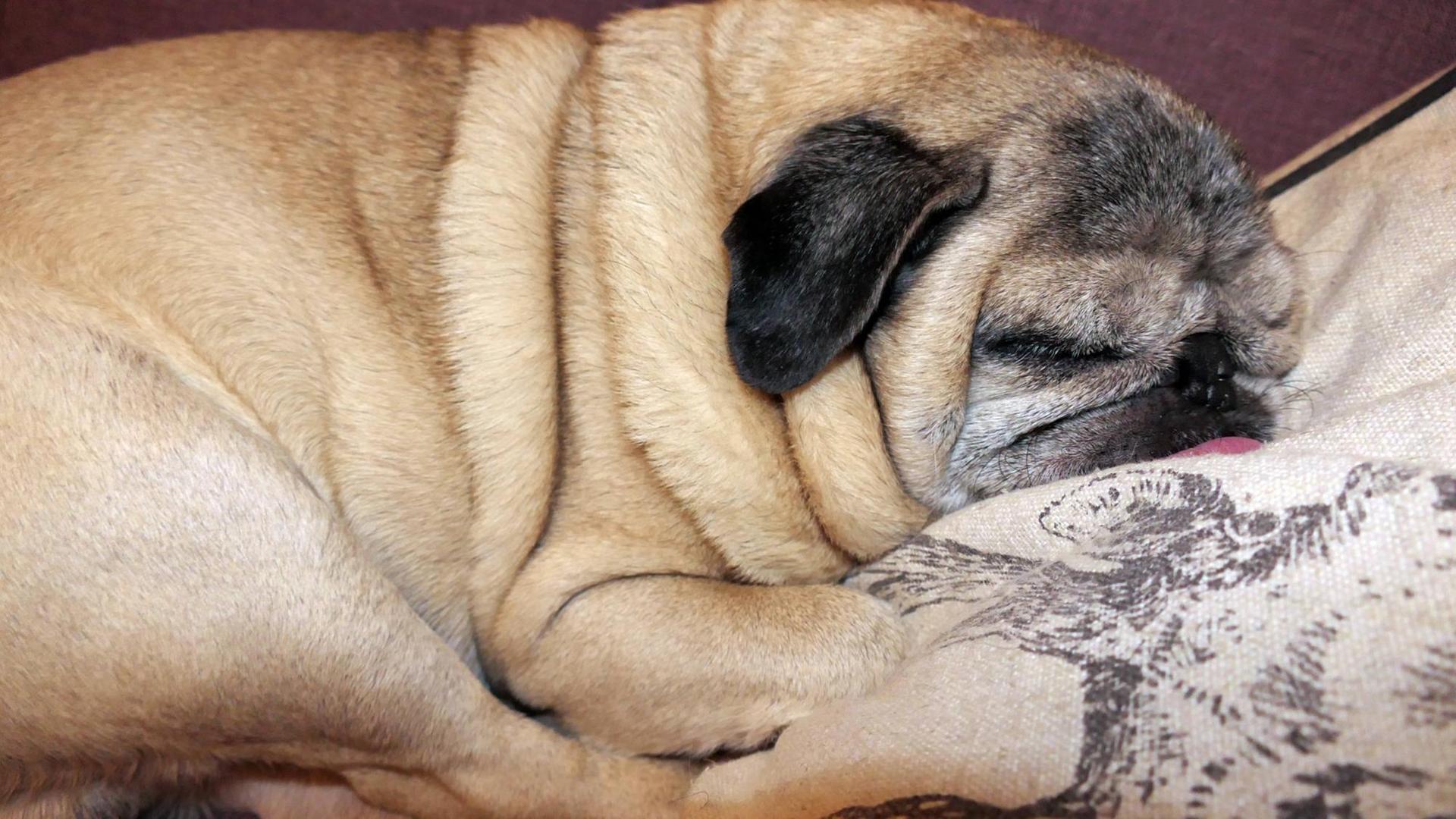 Ein beiger Mops schläft bräsig auf einem Sofa. Ein beiger Mops schläft bräsig auf einem Sofa.