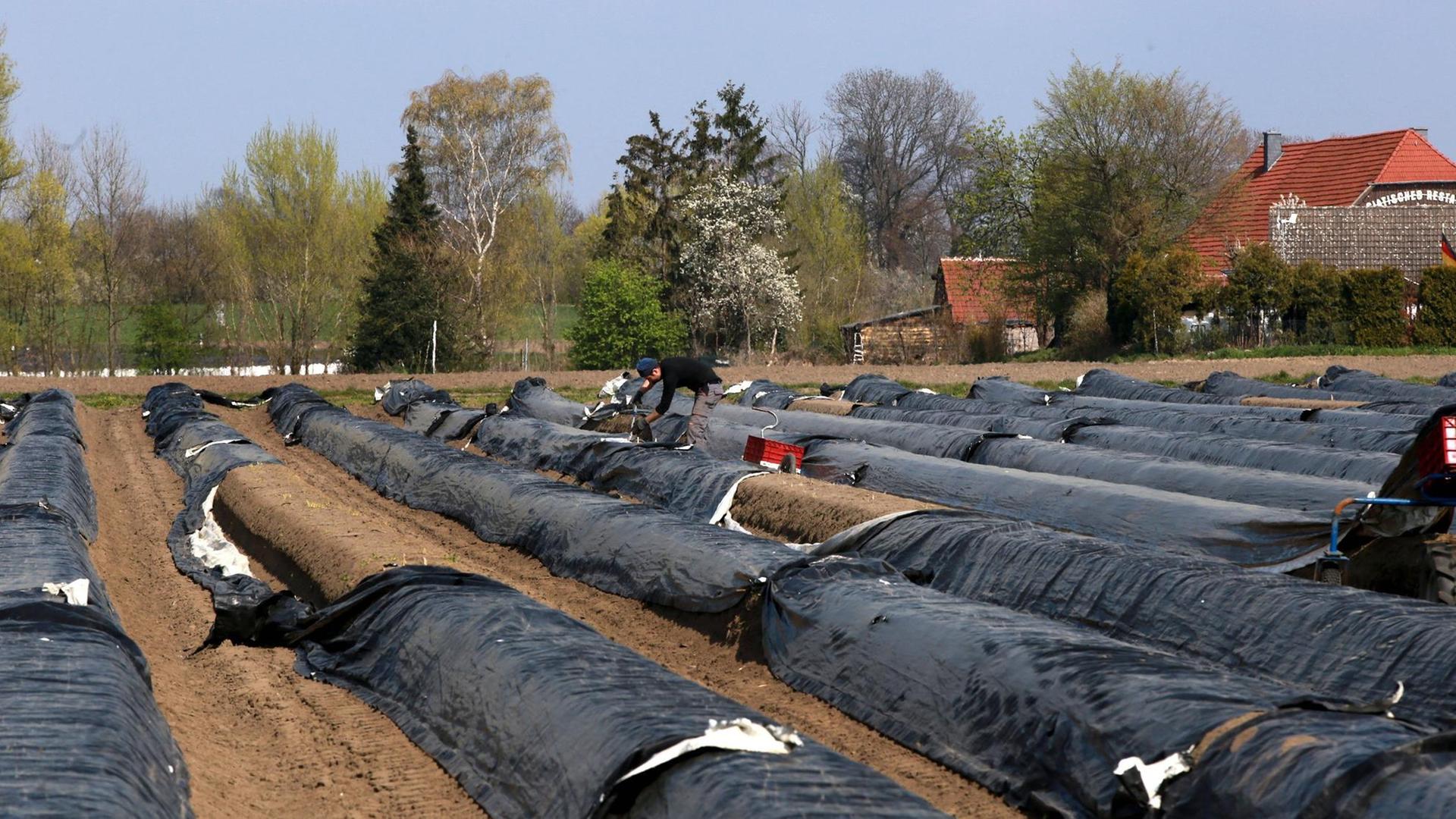 Ökologische Landwirtschaft in Lünen, Kreis Unna: Biospargel wird mit Erntehelfern bearbeitet, April 2020 Ökologische Landwirtschaft in Lünen, Kreis Unna: Biospargel wird mit Erntehelfern bearbeitet, April 2020