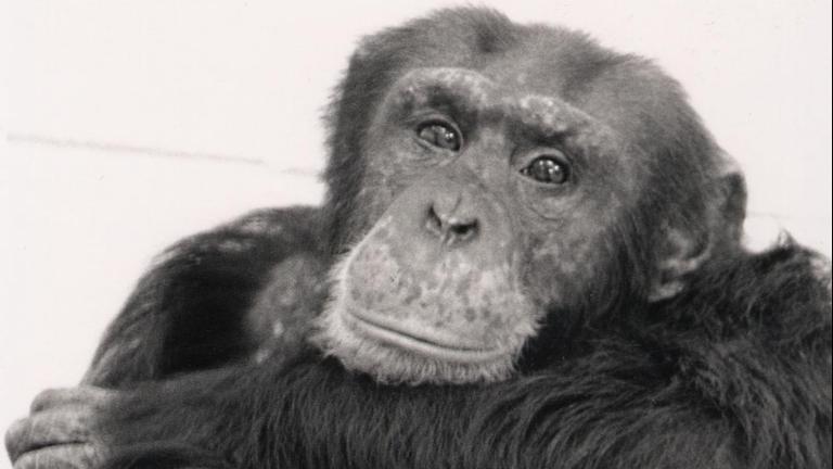 Loulis ist Washoes Adoptivsohn. Er lebt heute in einer Auffangstation für Schimpansen in Kanada. Loulis ist Washoes Adoptivsohn. Er lebt heute in einer Auffangstation für Schimpansen in Kanada.