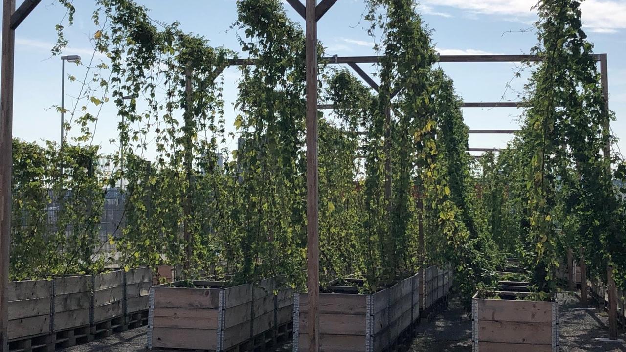Hopfen in Hochbeeten. Hopfen in Hochbeeten.