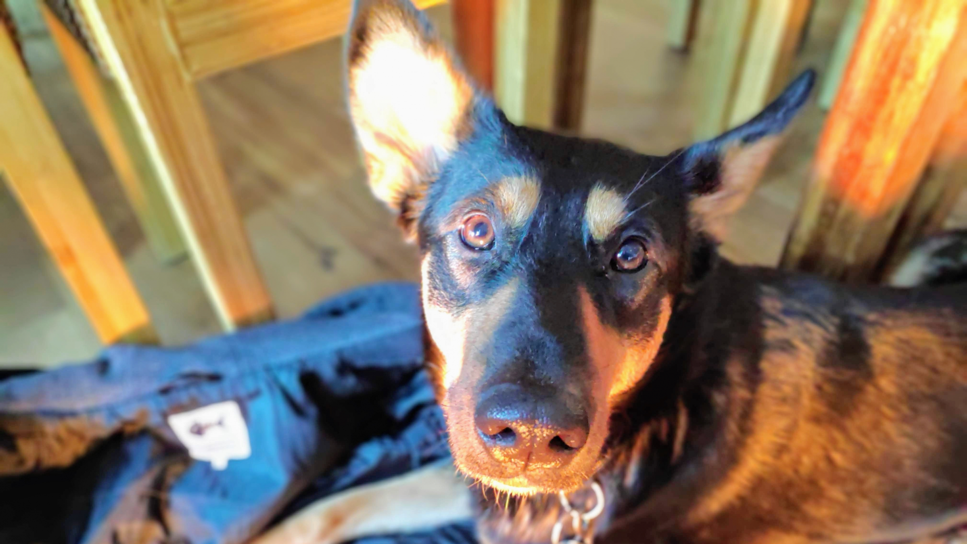Der Schäferhundmischling Kaya liegt auf dem Boden und schaut von unten in die Kamera. Der Schäferhundmischling Kaya liegt auf dem Boden und schaut von unten in die Kamera.