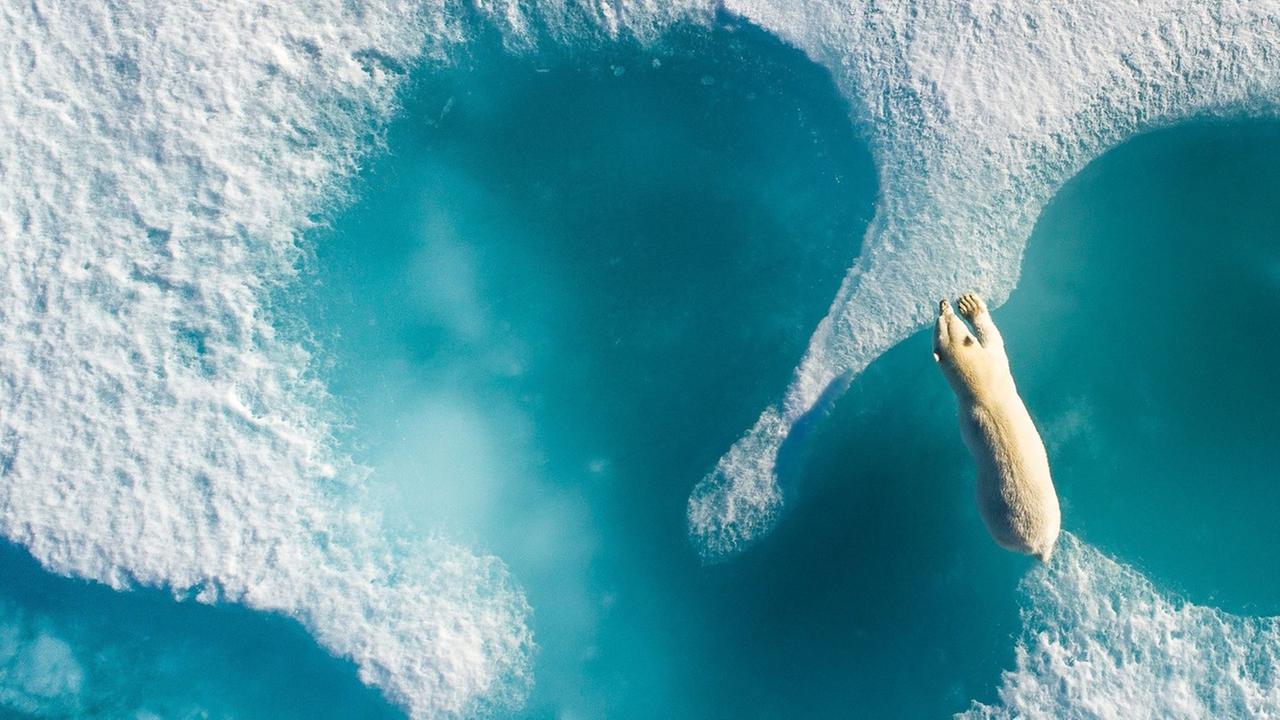 Ein Eisbär klettert in der Arktis von Eis zu Eis. Ein Eisbär klettert in der Arktis von Eis zu Eis.
