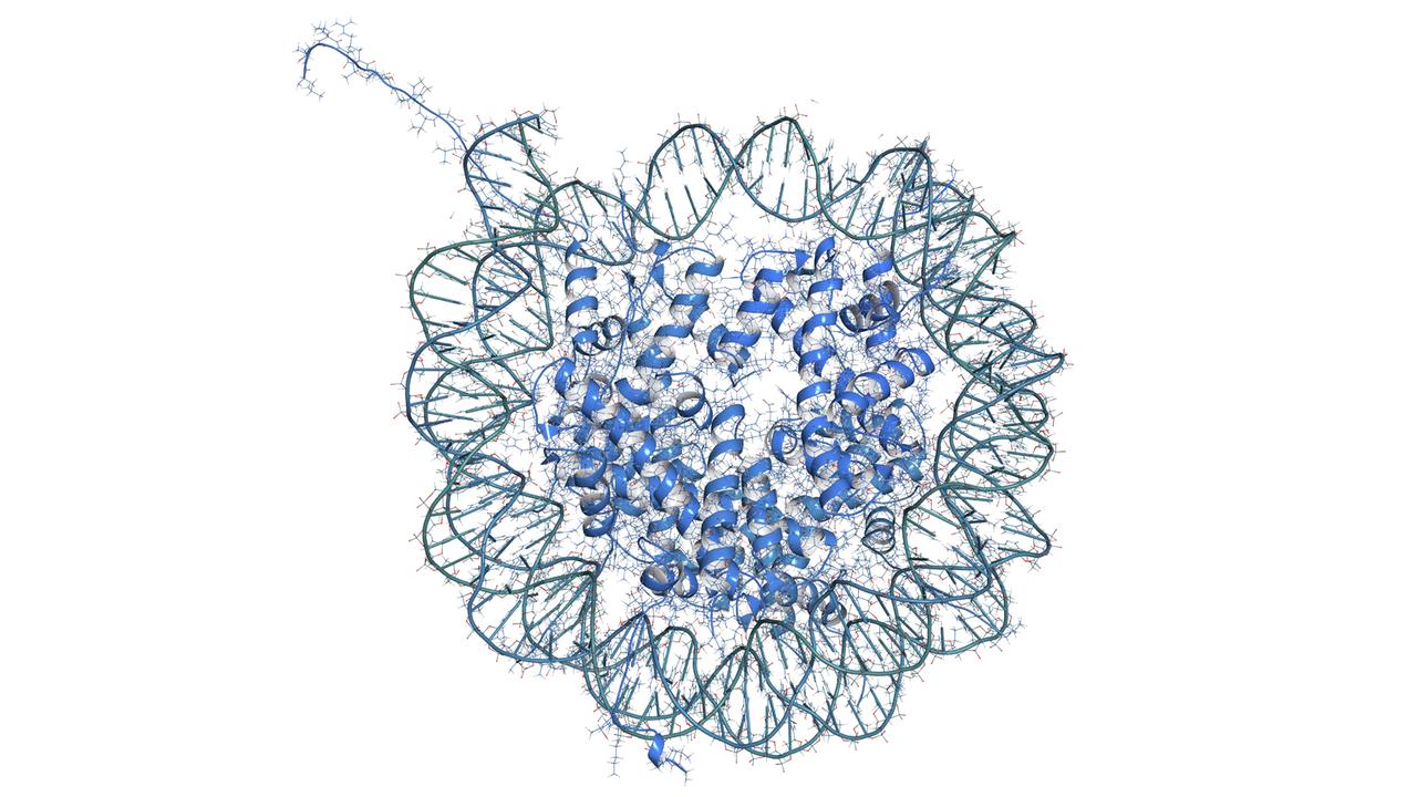 Nukleosom (Illustration): Die DNA-Doppelhelix ist im Zellkern um einen Proteinkern gewickelt. Die Art und Dichte der "Verpackung" entscheidet darüber, welche DNA-Abschnitte ("Gene") ausgelesen werden - ein Grundprinzip der Epigenetik Nukleosom (Illustration): Die DNA-Doppelhelix ist im Zellkern um einen Proteinkern gewickelt. Die Art und Dichte der "Verpackung" entscheidet darüber, welche DNA-Abschnitte ("Gene") ausgelesen werden - ein Grundprinzip der Epigenetik